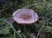Что за гриб?