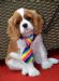 Pride dog :-)