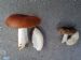 Пальмовцы, помогите распознать грибы