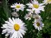 Мои любимые ромашки