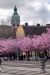 Kungsträdgården