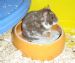 Hamster