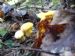 Грибной сезон-2007