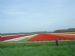 Easter in Netherland. Tulip`s fields.